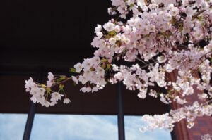 札幌の占い師で評判の口コミおすすめはどこ？
