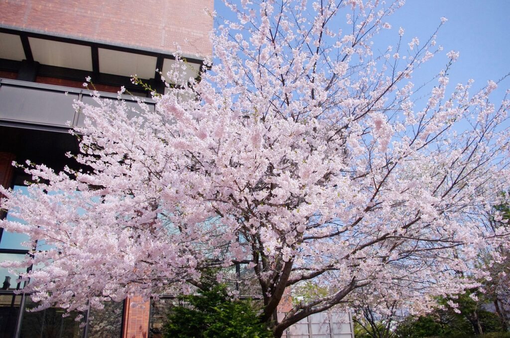 札幌で当たる占い師の口コミはどこで見つけられる？