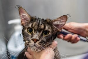 占いサロンで即日予約ができる東京のおすすめスポットは？