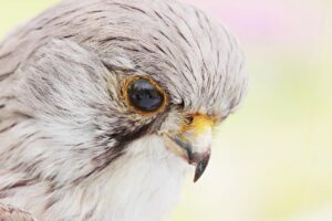 魂の目的を知ることで人生での役割を見つける方法は？